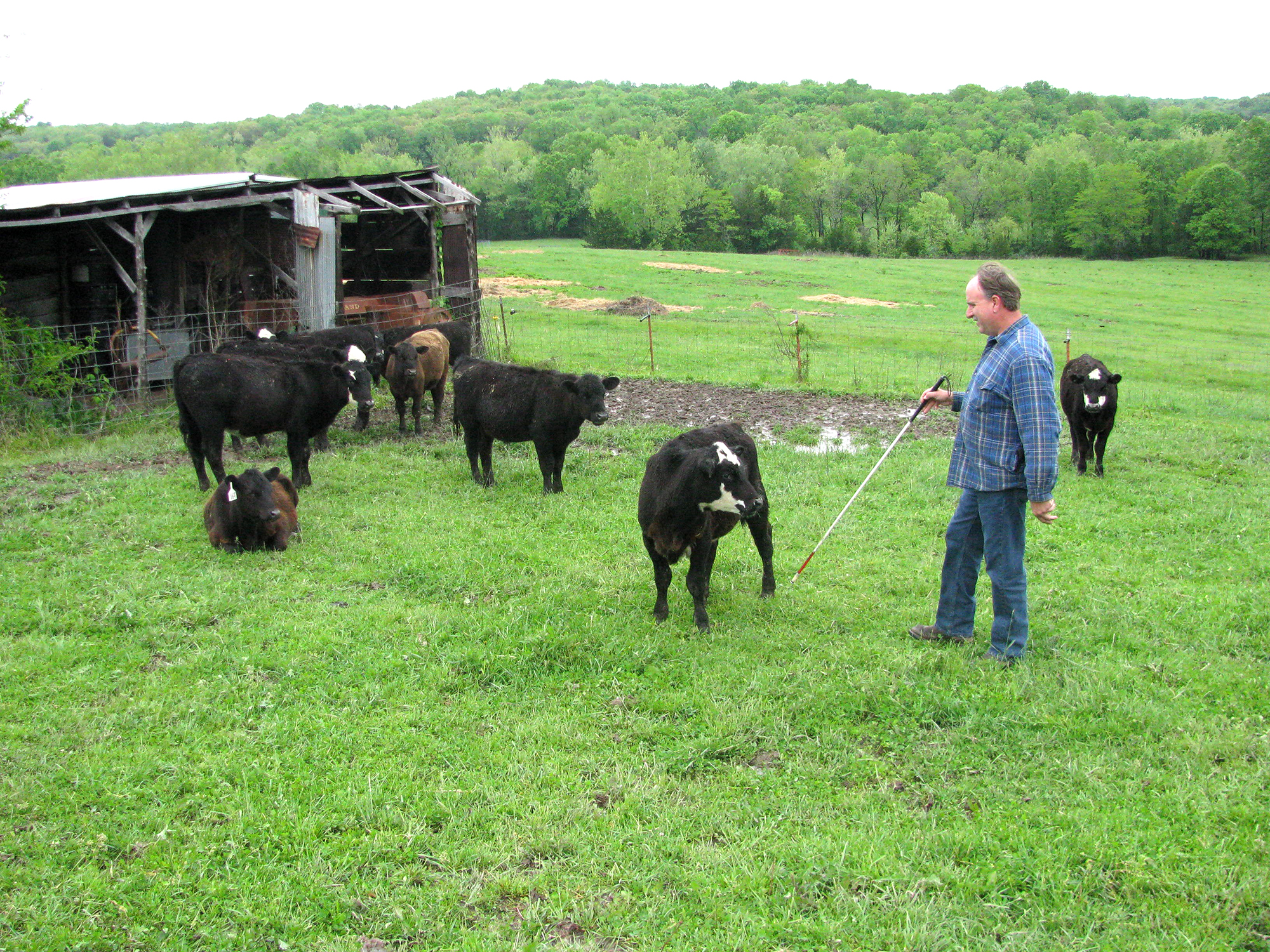 Jim Brinkmann, a longtime member of the Missouri AgrAbility Project team, uses his cane to find cattle. Brinkmann helps visually impaired individuals in his job as mid-Missouri district supervisor for Rehabilitation Services for the Blind.Photo by Linda Geist