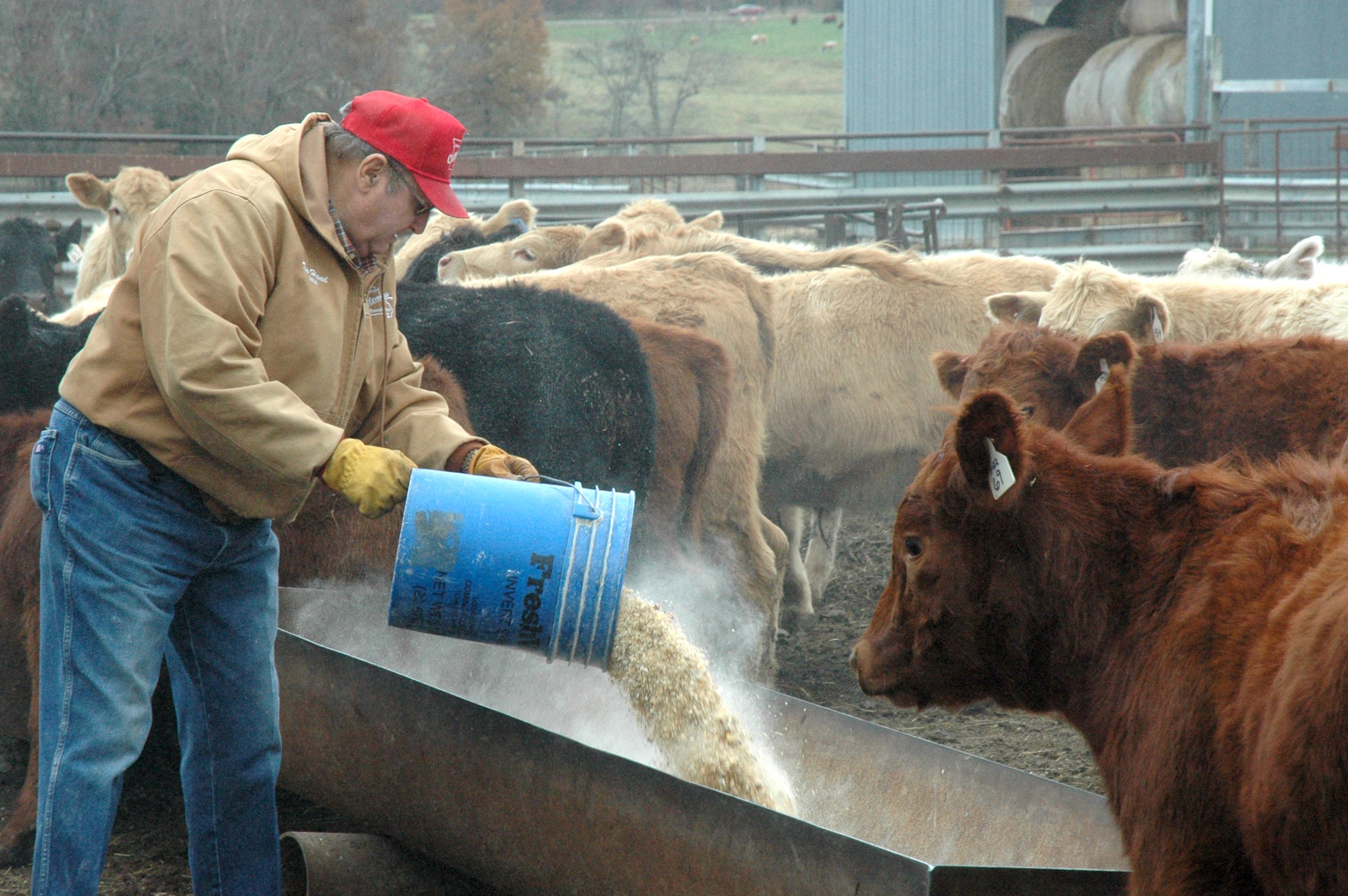 Greg Buckman, president-elect of Missouri Cattlemen's Association, credits much of his success to lessons learned through University of Missouri Extension's 4-H program. Photo by Linda Geist