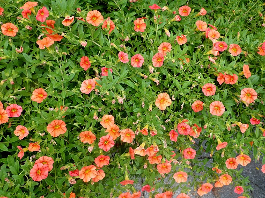 Calibrachoa Superbells Dreamsicle.Photo by Krzysztof Ziarnek [CC BY-SA  4.0], via Wikimedia Commons