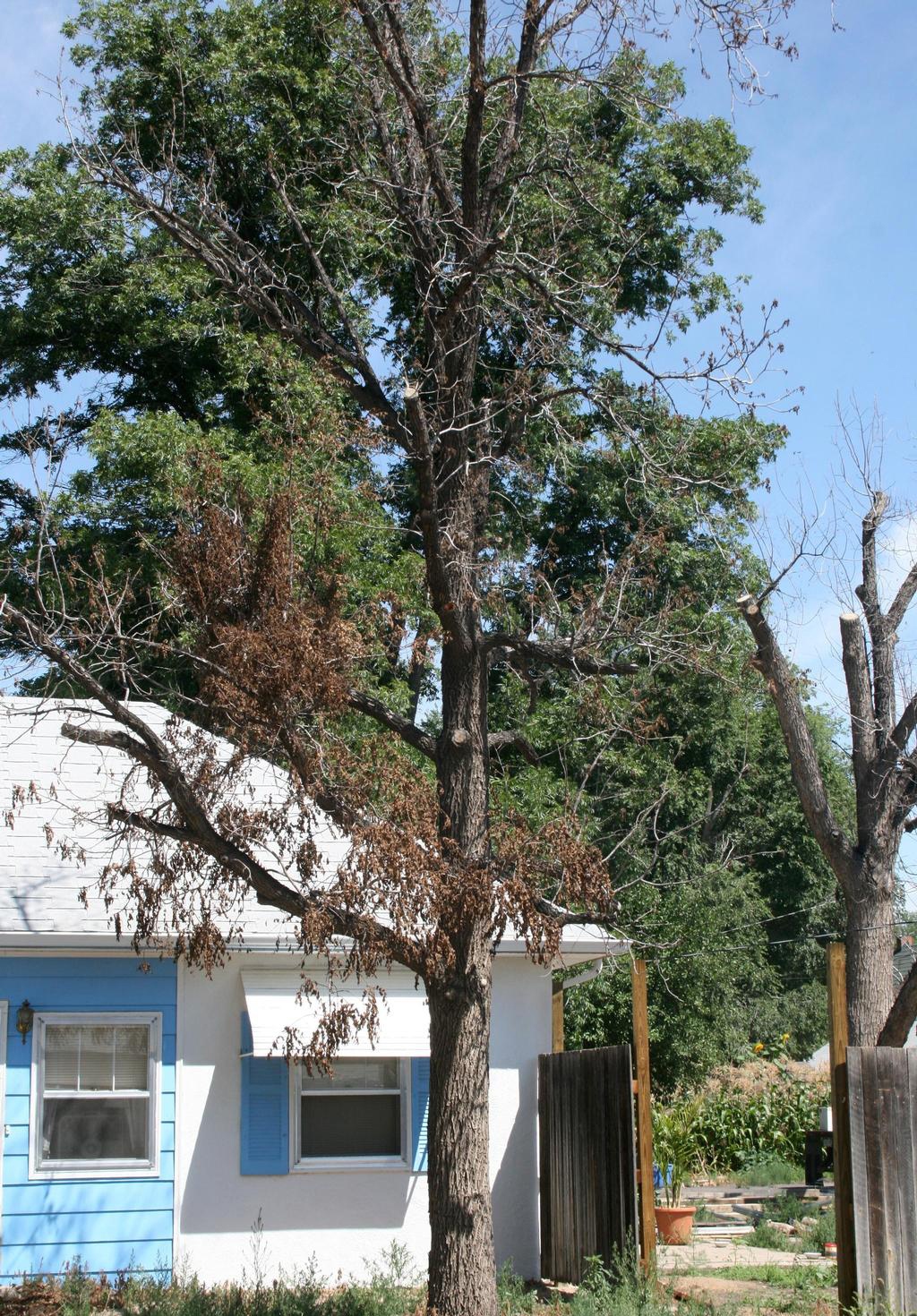 Brown, collapsed leaves on a walnut afflicted with thousand cankers disease.Whitney Cranshaw, Colorado State University, Bugwood.org