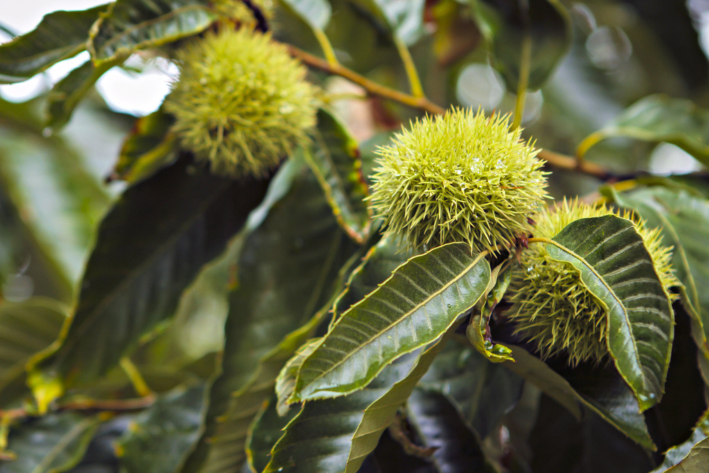 Chestnut pods growing on trees at the MU Horticulture and Agroforestry Research CenterKyle Spradley with the College of Agriculture, Food and Natural Resources