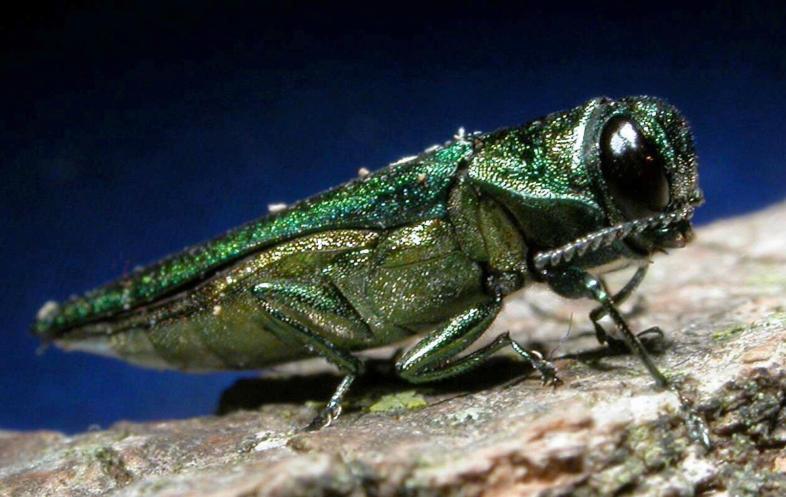 An emerald ash borer. Photo by David Cappaert, Michigan State University.