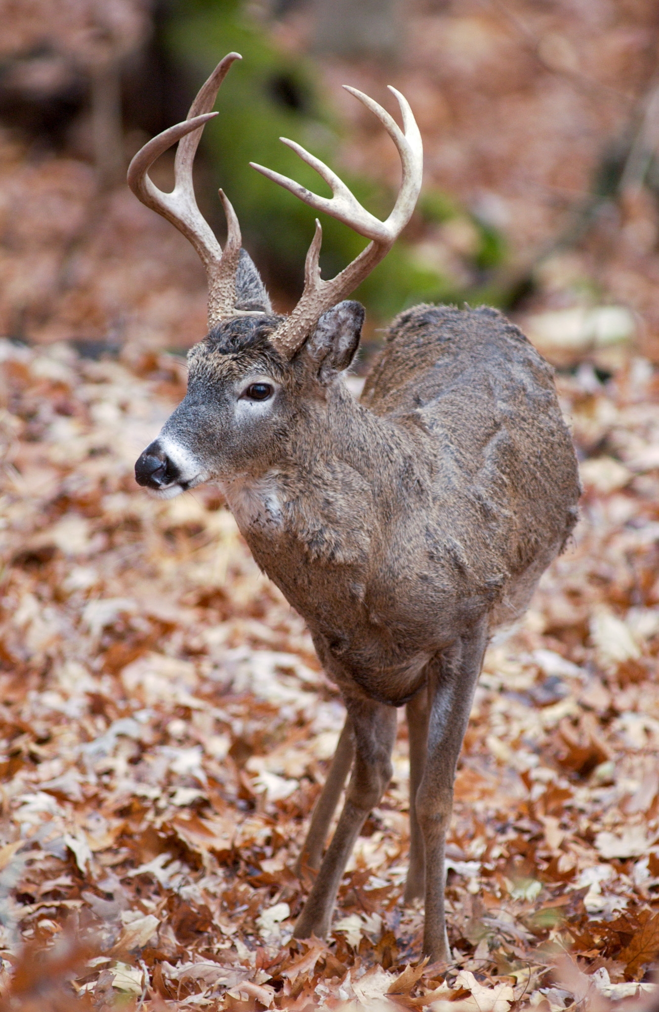 White-tailed buck Missouri Department of Conservation