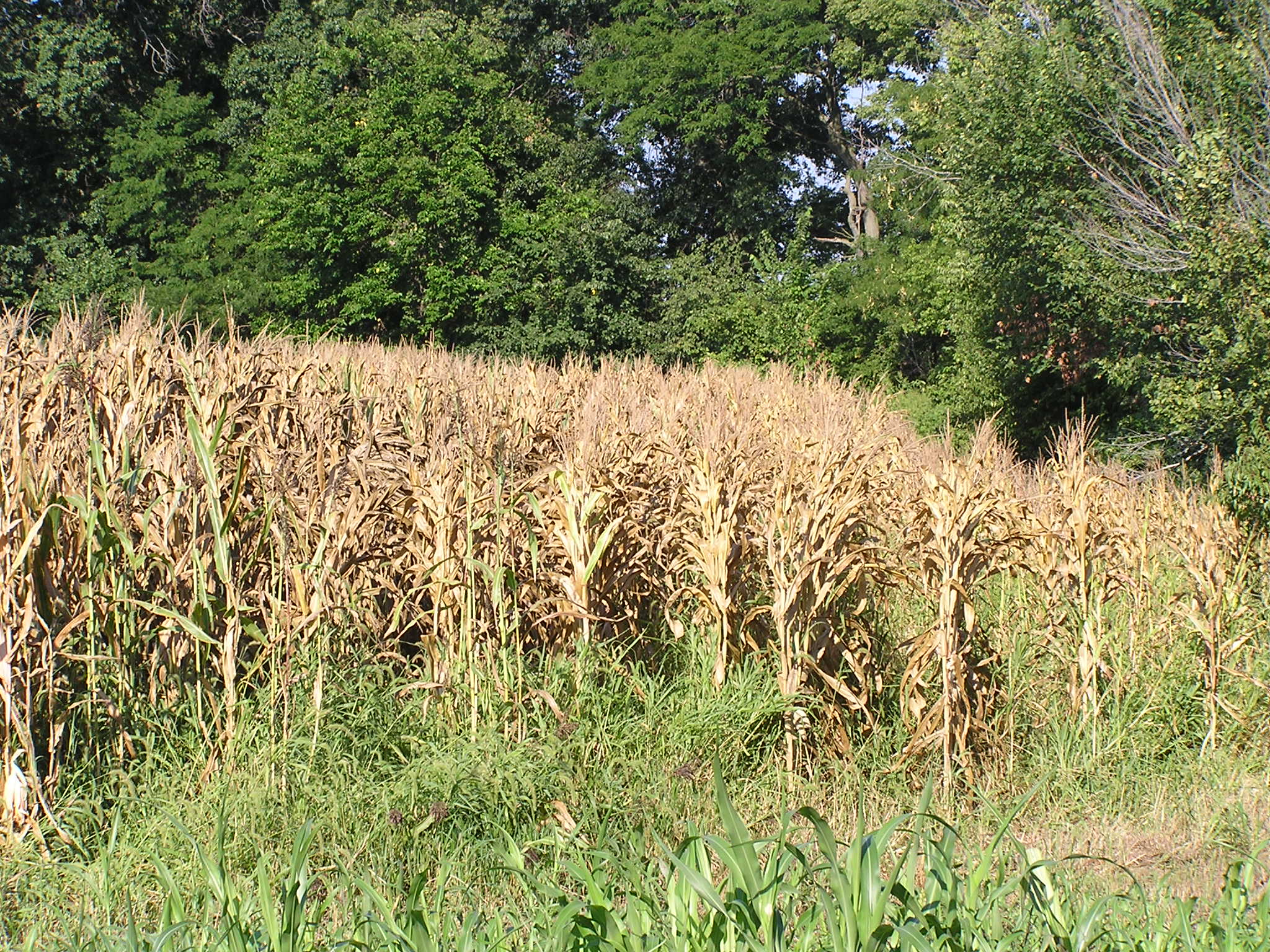 Shorter corn rows next to the tree line demonstrate yield losses in a field planted next to mature trees.