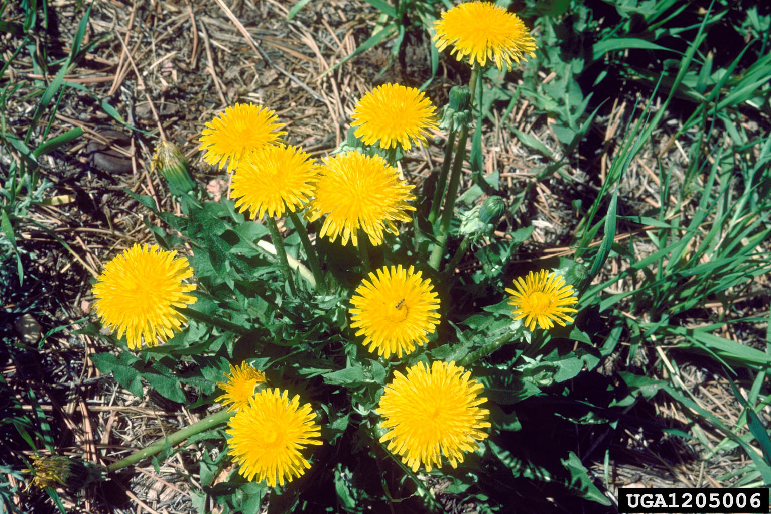 Dandelion flowers. Dave Powell, USDA Forest Service (retired), Bugwood.org. Shared under a Creative Commons license (CC BY 3.0). https://creativecommons.org/licenses/by/3.0/