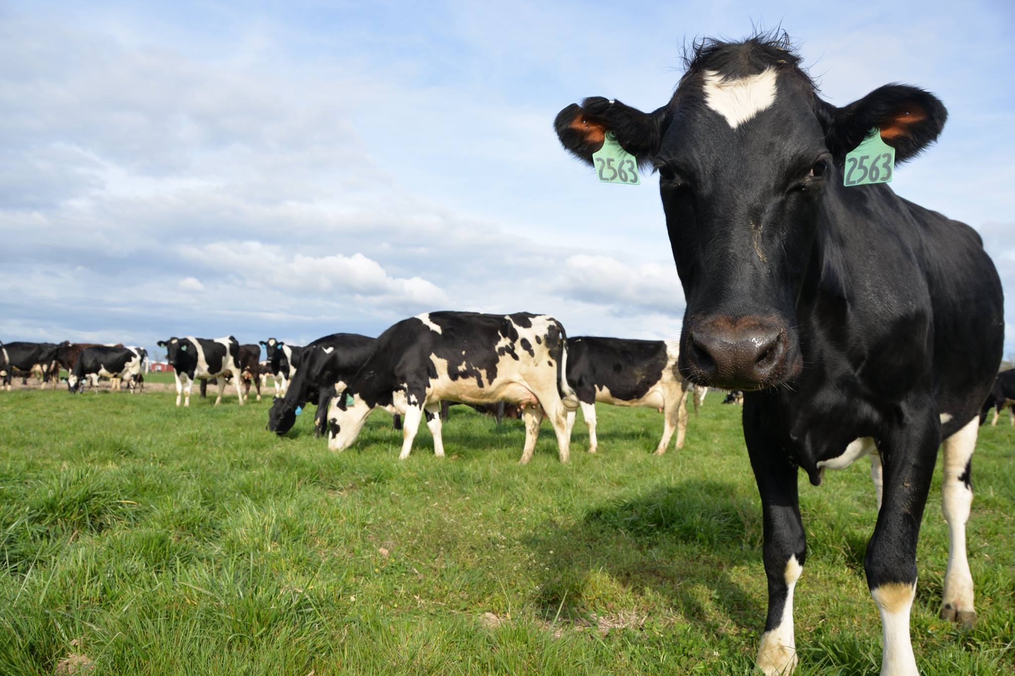 The Fletchers increased profits and reduced labor in their dairy operation by switching to rotational grazing after attending an MU Extension management-intensive grazing school.Courtesy of Edgewood Dairy