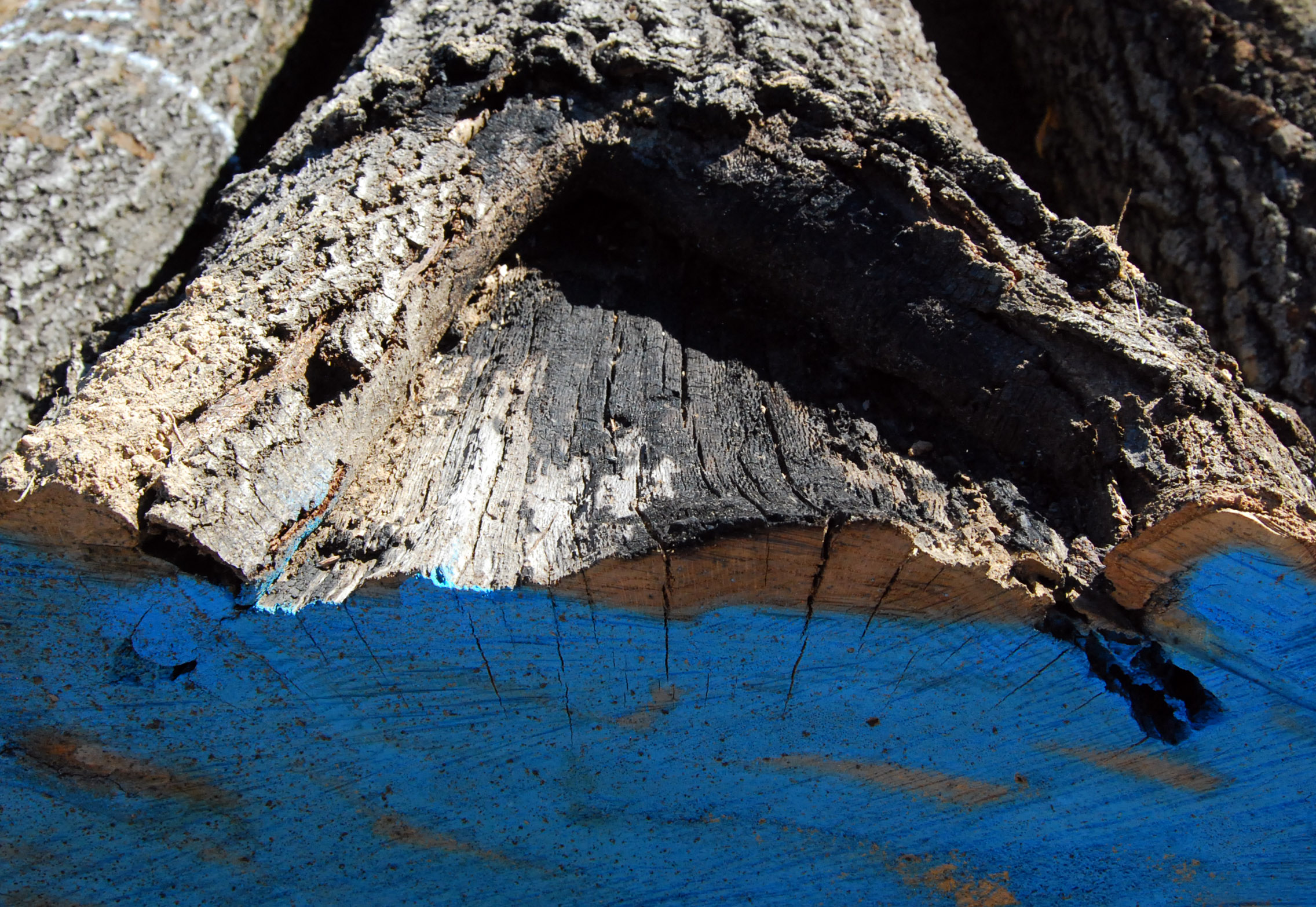 Fire damage on one of the trees in the study. University of Missouri