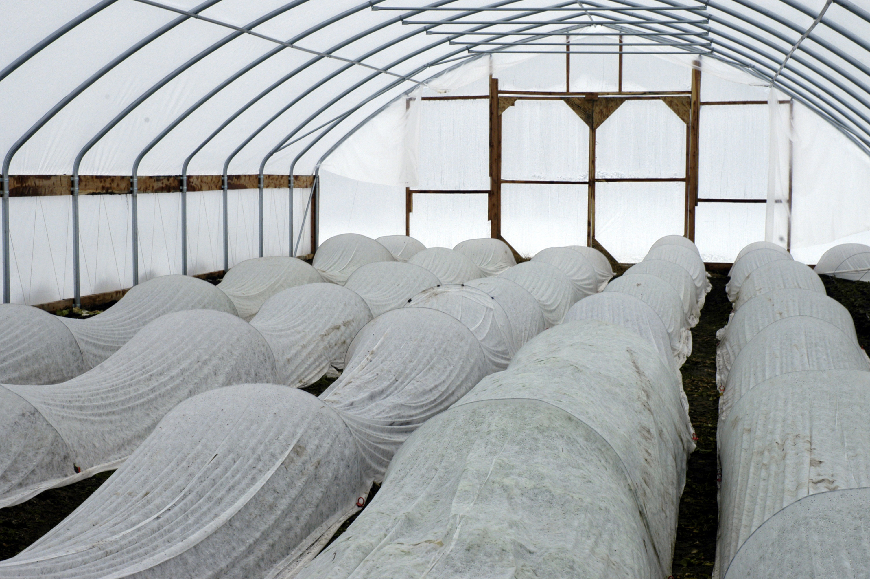 Inside a high tunnel at Happy Hollow Farm in Jamestown, Mo.University of Missouri Cooperative Media Group