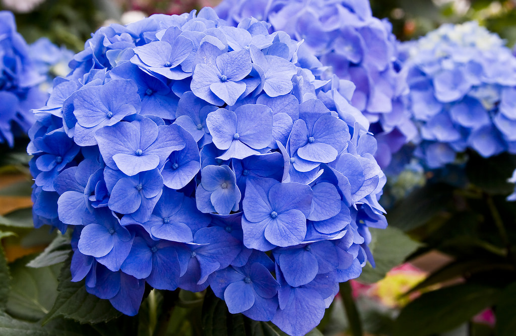 Blue hydrangea.Shared under a Creative Commons license (CC BY 2.0) by Flickr user Liz West.