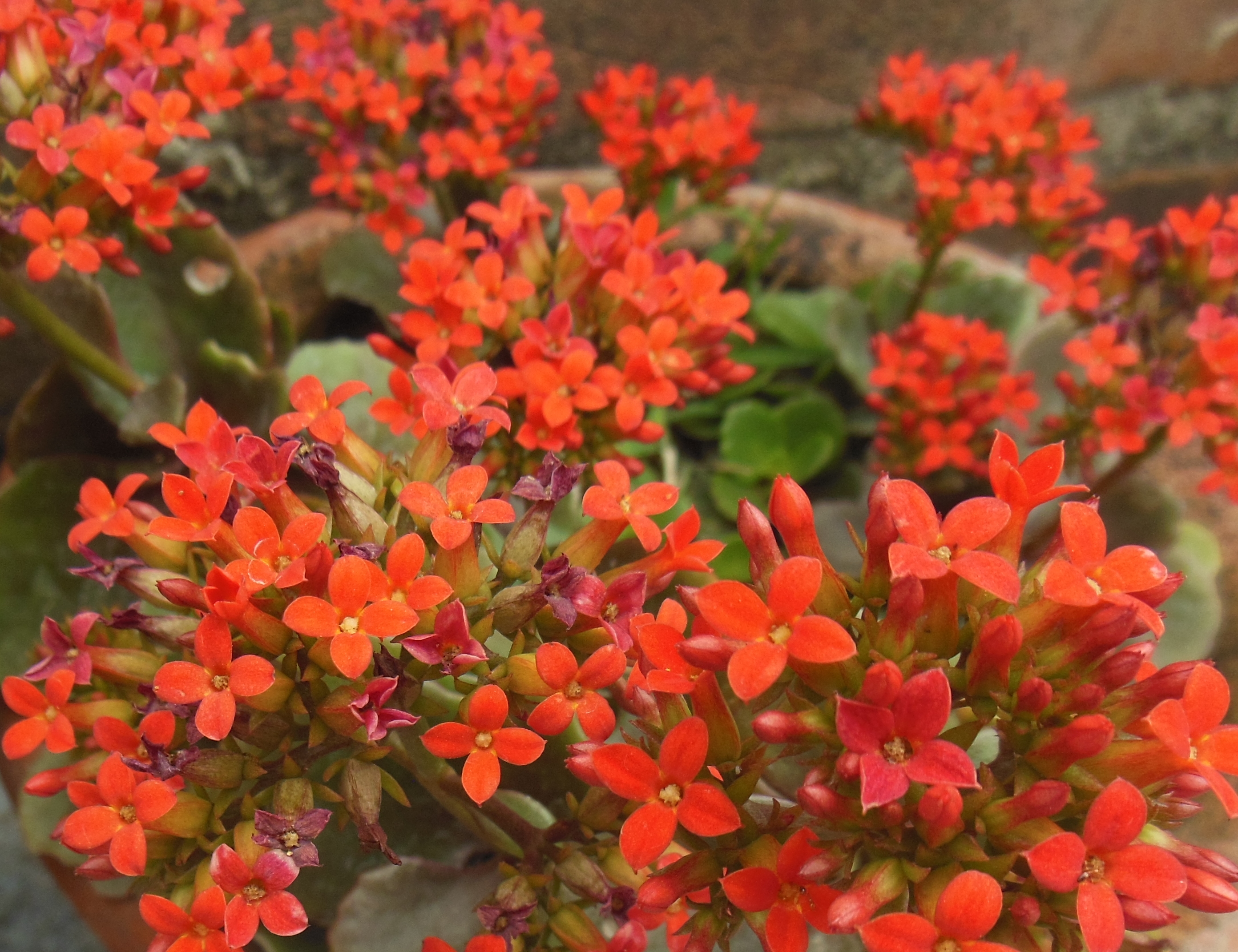 Florist's kalanchoe.Photo by Hitro Milanese, licensed under CC-BY-SA-3.0