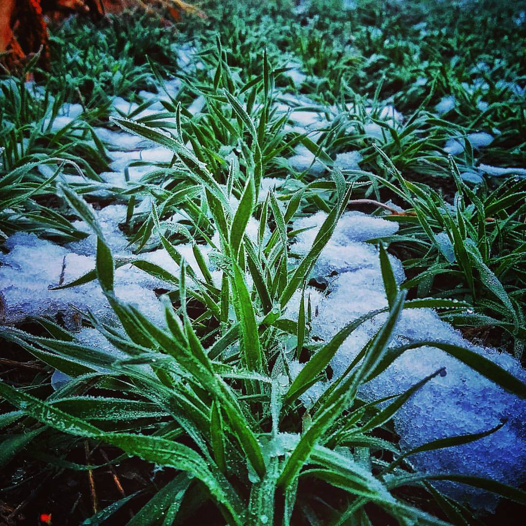 January-February is a good time for wheat growers to review management decisions.Photo courtesy of Tyler Mudd