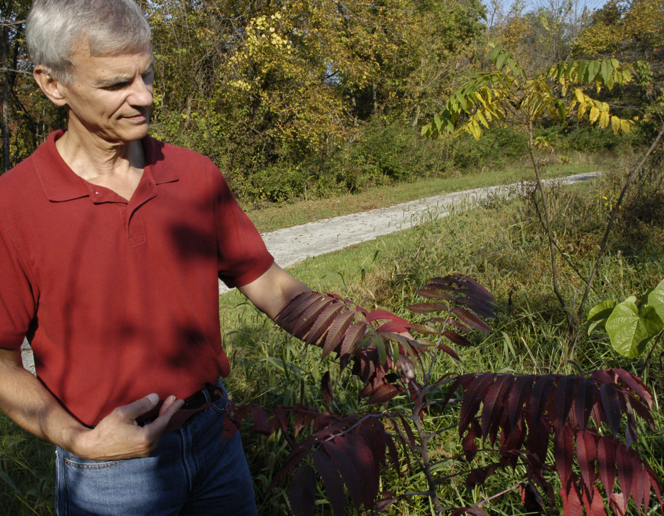 Stephen Pallardy examines leaves of a sumac tree. Autumn weather signals sumac leaves to form red pigments. Sunny days and cool but not freezing nights produce the most vivid colors.MU Cooperative Media Group 