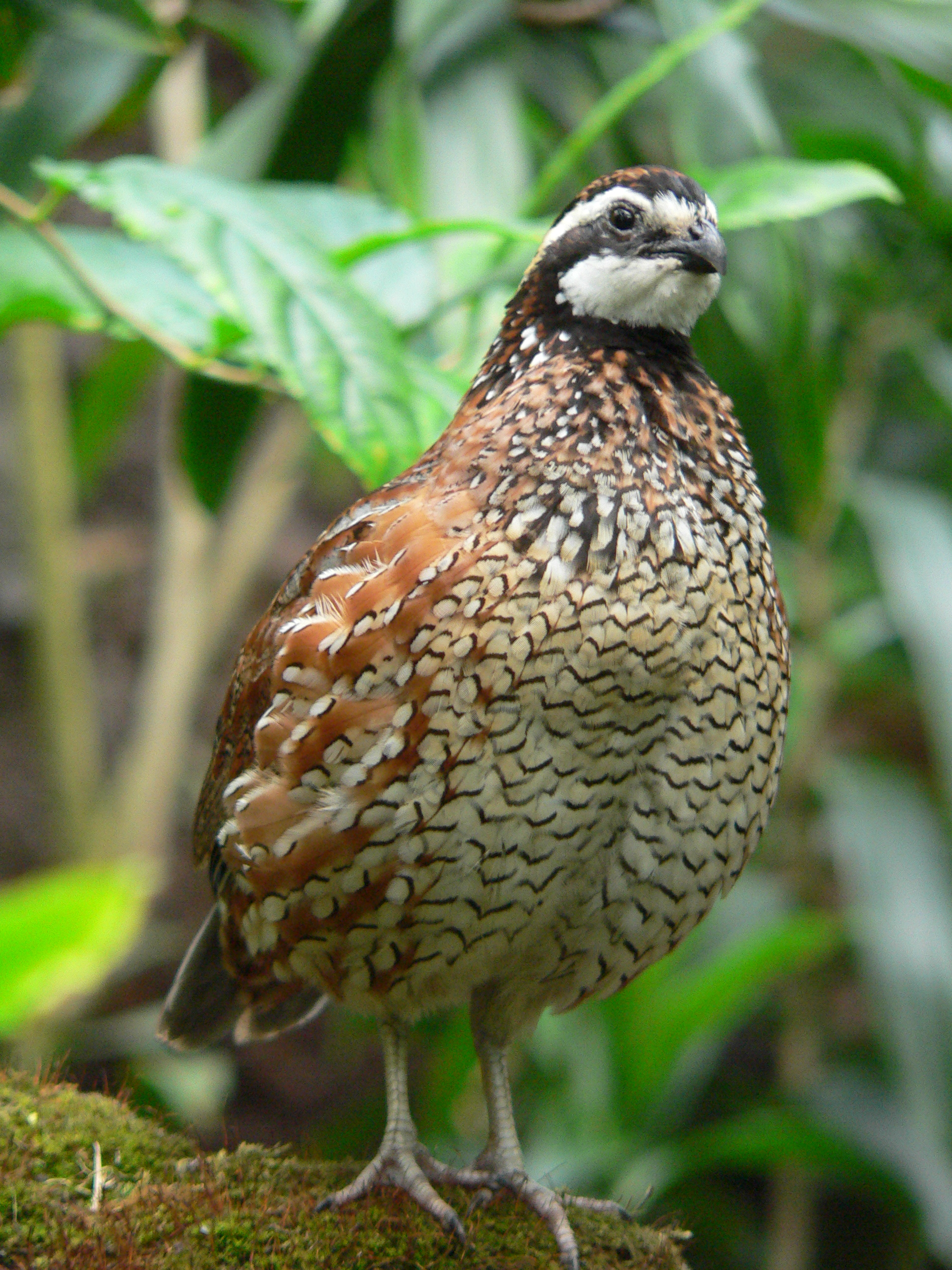 Northern bobwhite quailB.S. Thurner Hof