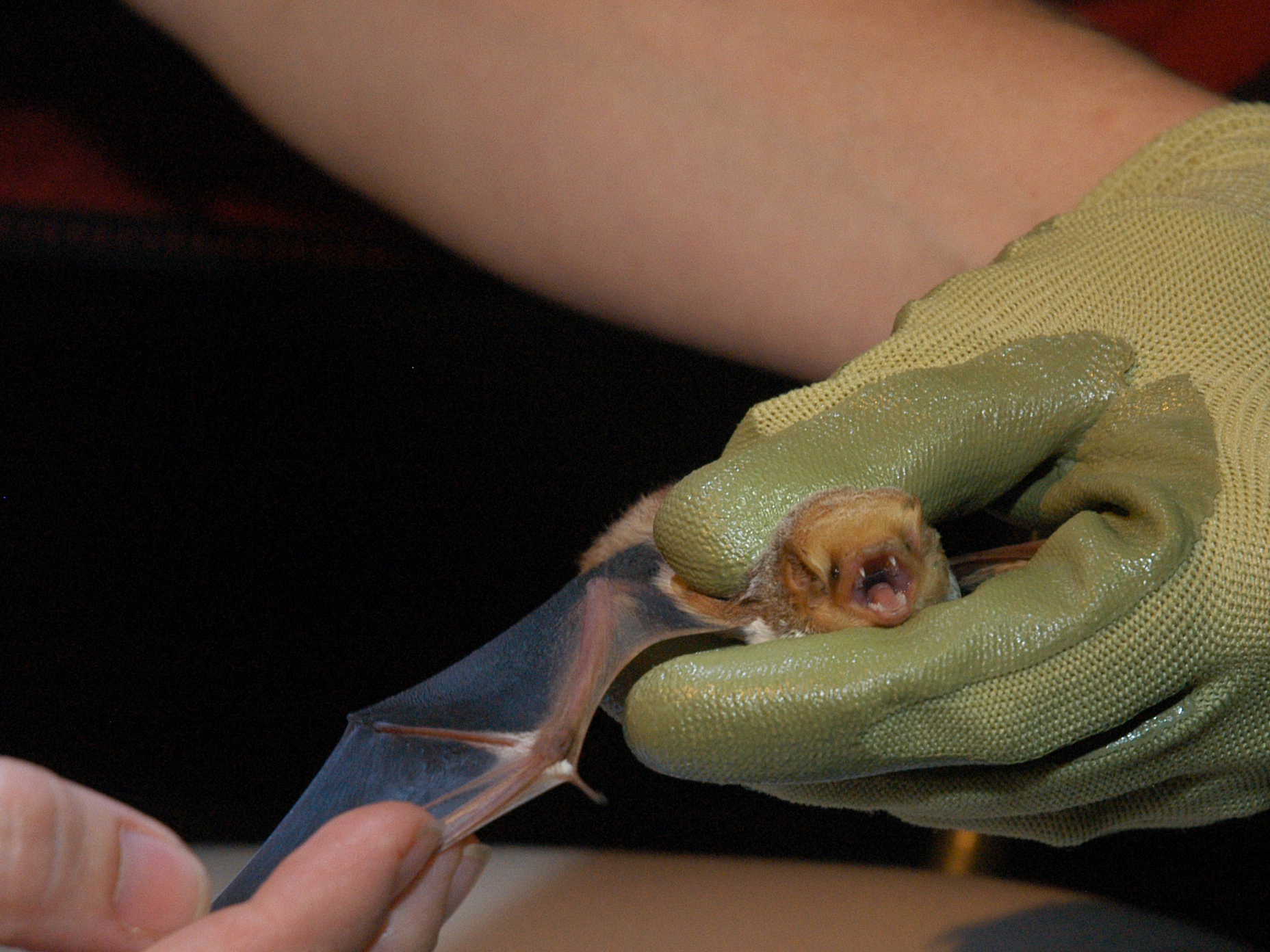 Biologist Bree McMurray examines a red bat at the Aug. 2009 Bat Blitz, Wappapello, Mo.MU Cooperative Media Group 