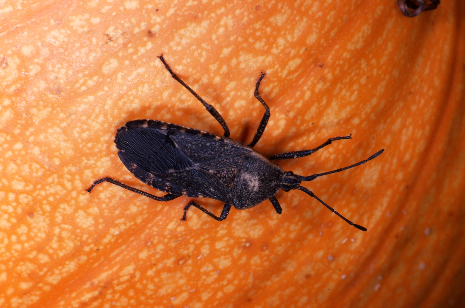 The squash bug prefers pumpkins, watermelons and squash.Lee Jenkins