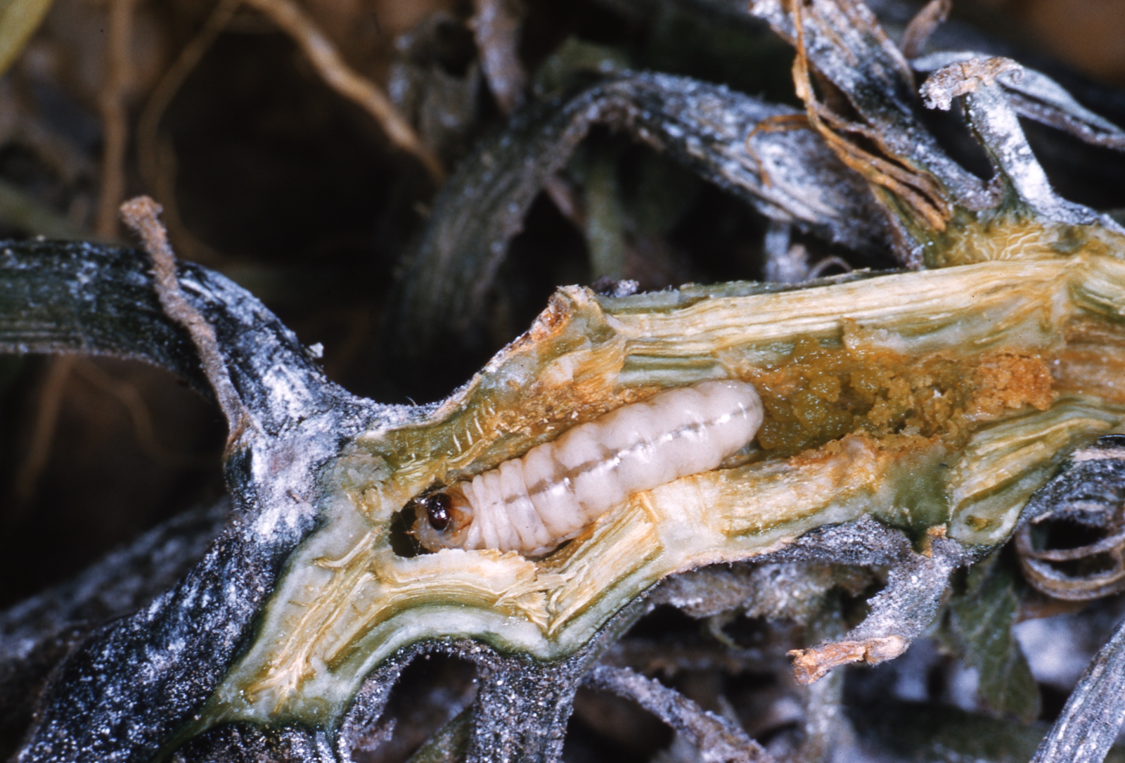 Larvae of the squash vine borer literally bore into cucurbit stems near the crowns.Lee Jenkins