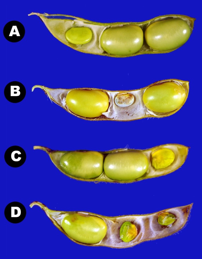 During drought, soybean puts its energies into survival instead of flowering and filling pods. Pod numbers and seed size reduce as a result.Photo courtesy of Bill Wiebold