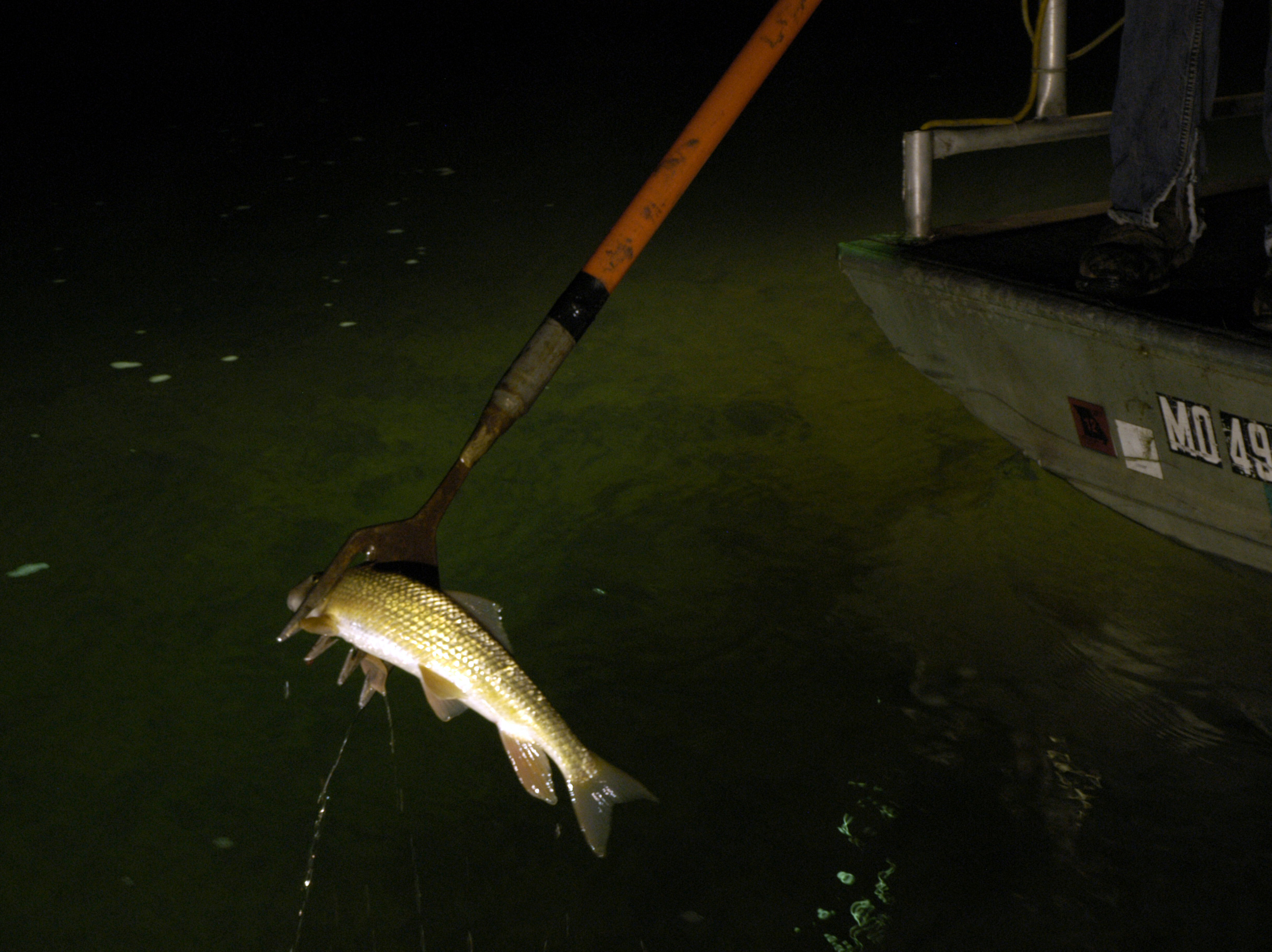 Andrew Stoops spears a sucker fish on the Current River in Shannon County, Mo.MU Cooperative Media Group 