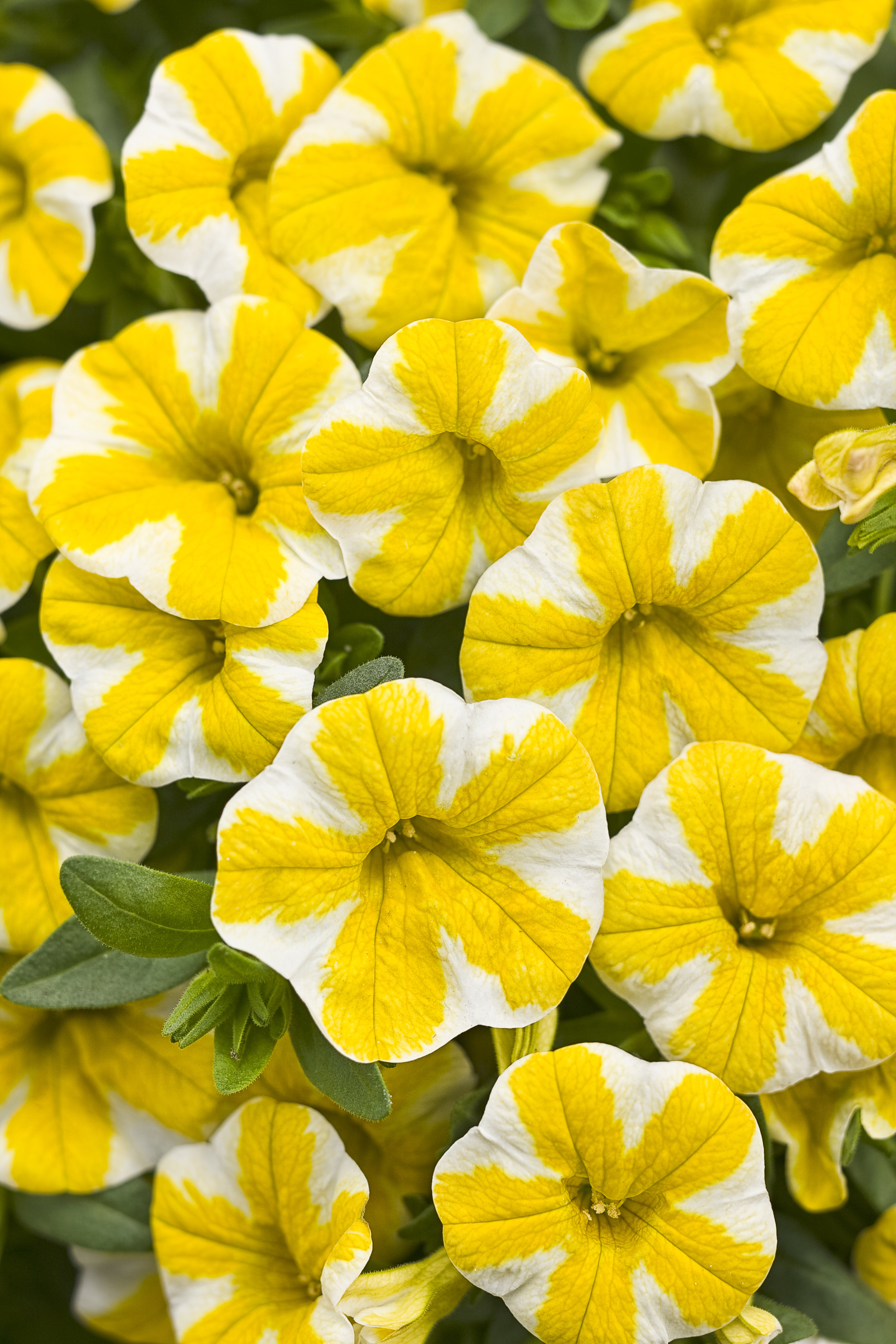 The Superbells Lemon Slice is one of the new calibrachoas introduced recently at the 17th annual Greenhouse Growers’ School. Recognized for being heat- and drought-resistant, calibrachoas do not require deadheading and attract hummingbirds.Proven Winners