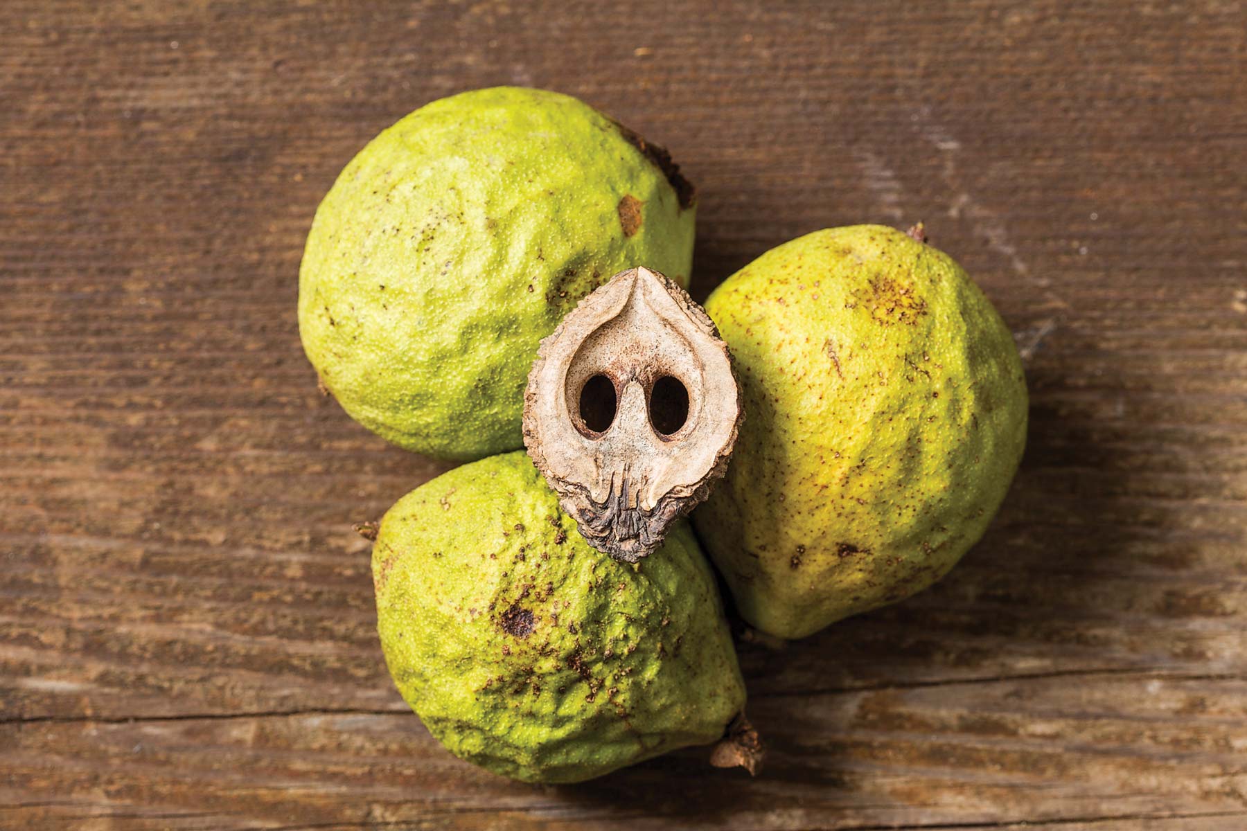 Black walnuts.Photo by David Stonner, courtesy Missouri Department of Conservation. 