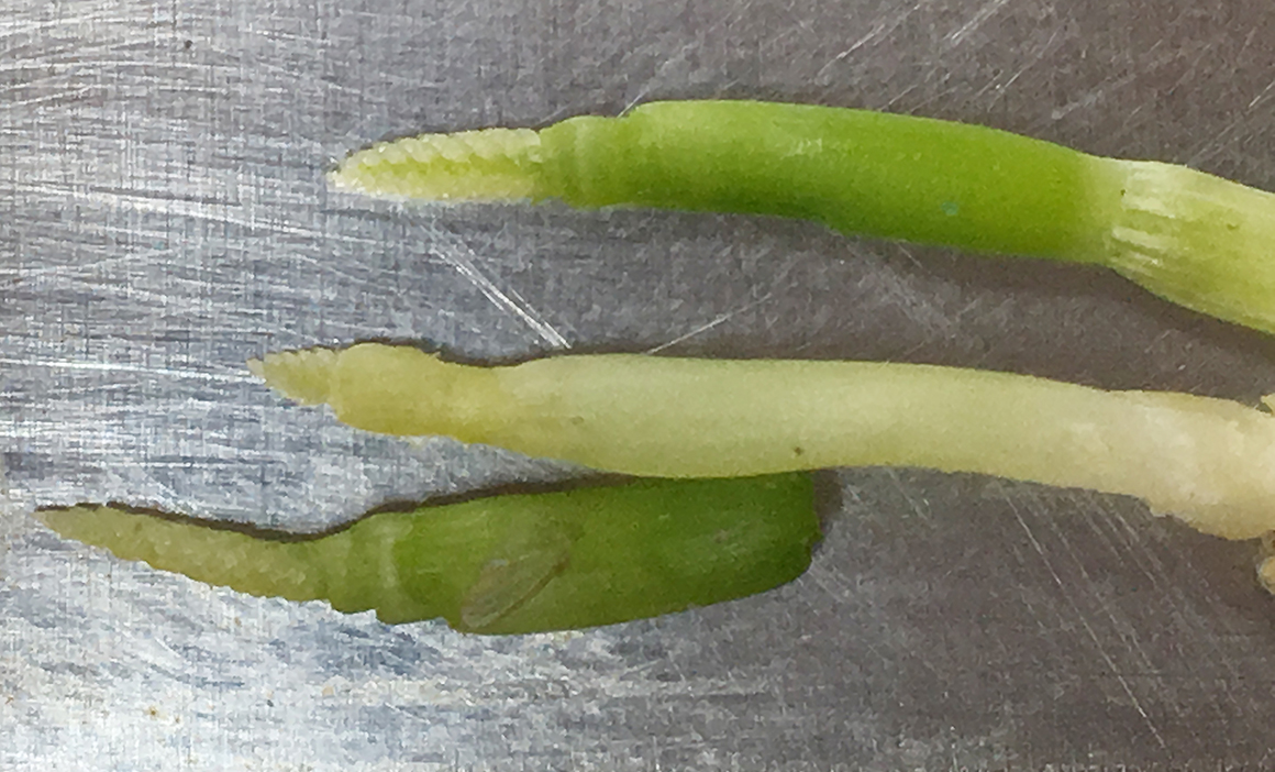 Wheat heads from Barton County after the early April frost. Wheat was at the second joint with growing points 1-3 inches above the ground.Photo by Jill Scheidt